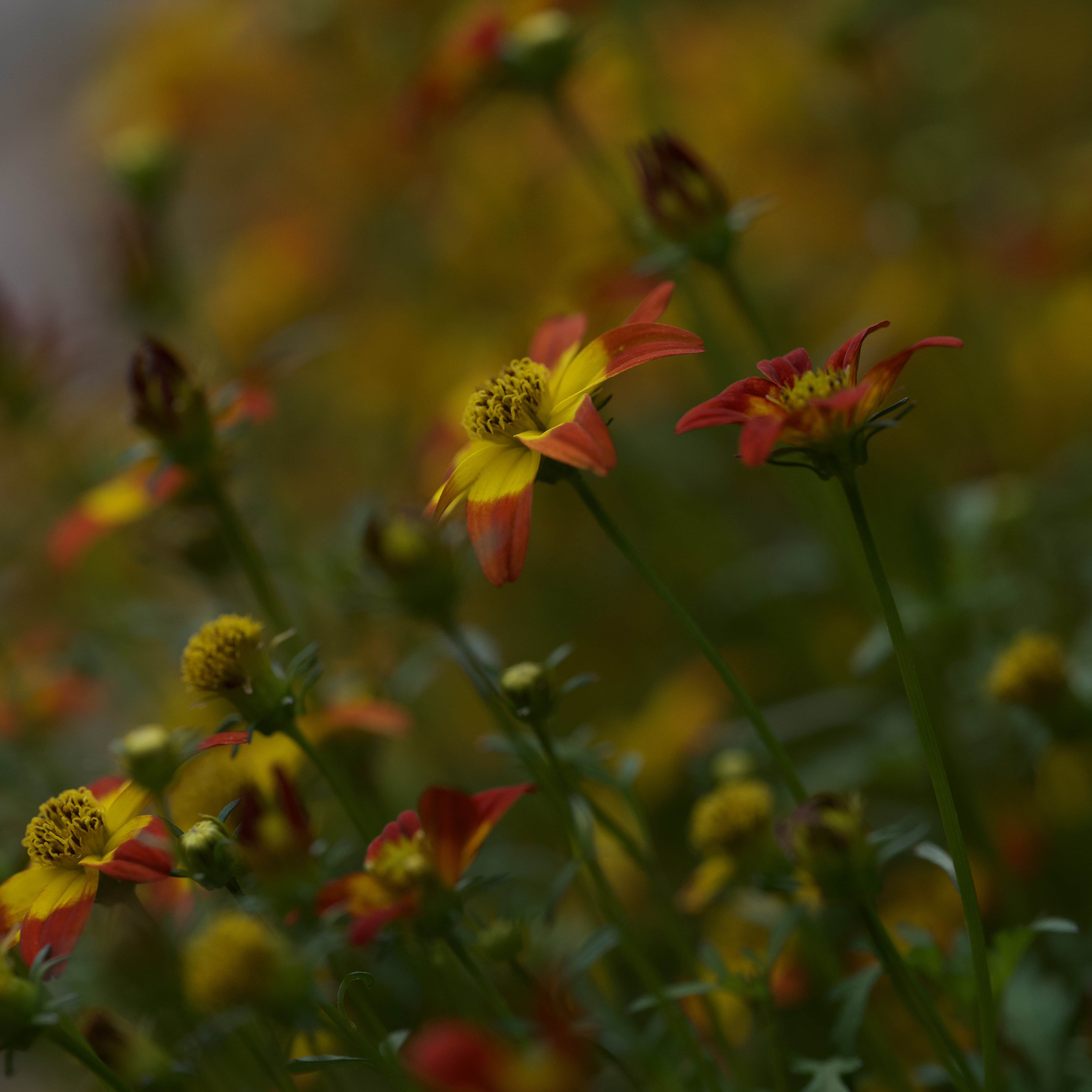 Golden Daisies